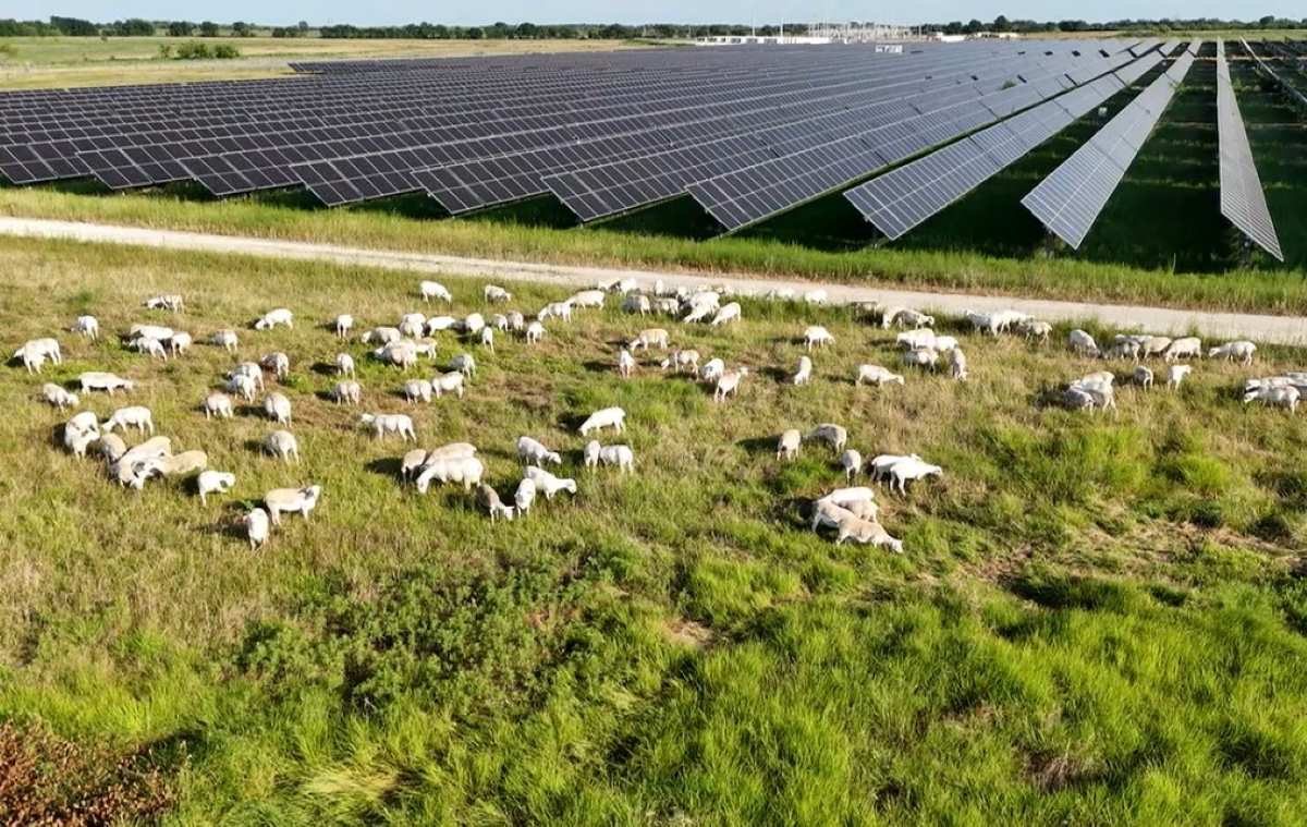 Las granjas solares han beneficiado inesperadamente a un negocio tradicional venido a menos, ahora son “pastores solares”