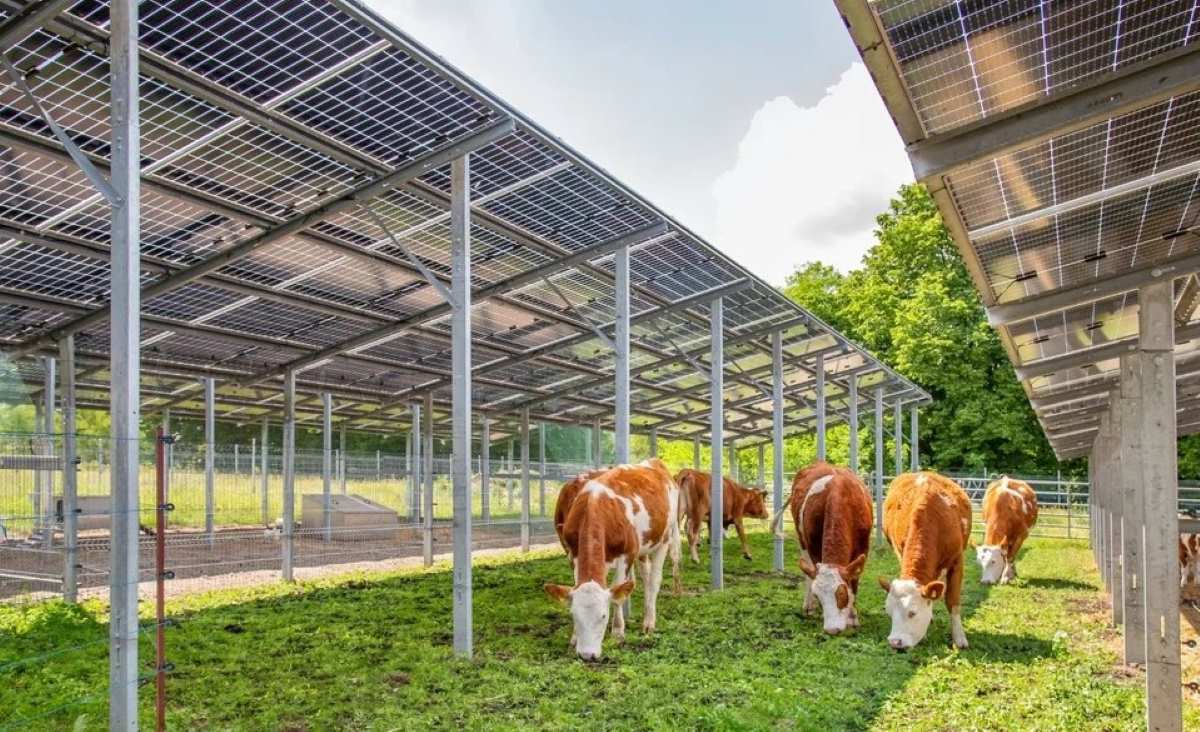 Se Diseña El Mayor Proyecto Agrovoltaico De Europa Con Una Capacidad De 753 MW