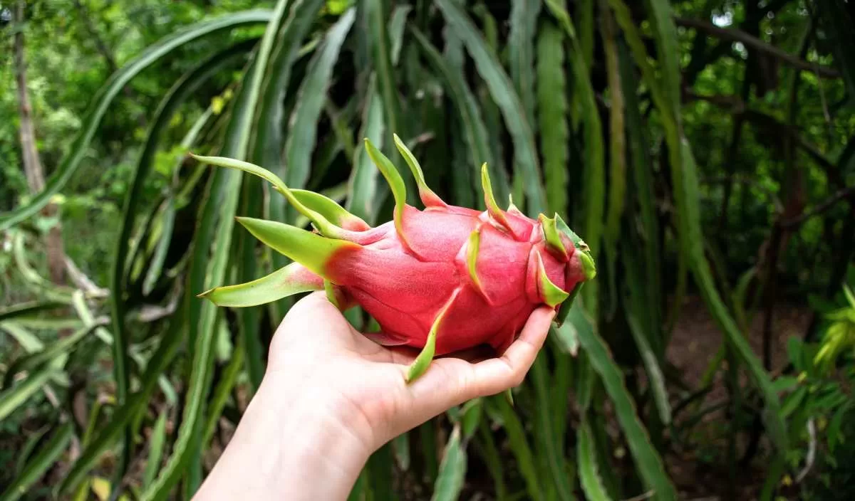 La Planta Exótica Que Transformará Tu Jardín