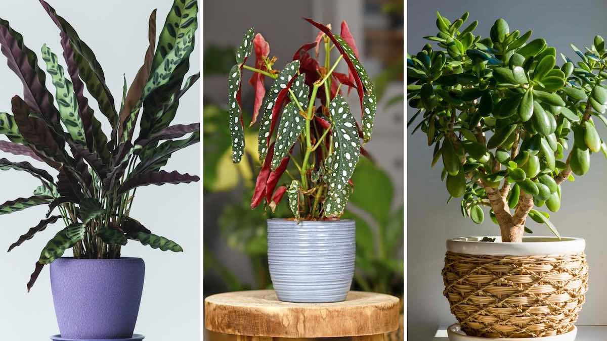 9 Mejores plantas de interiores para regalar estas Navidades