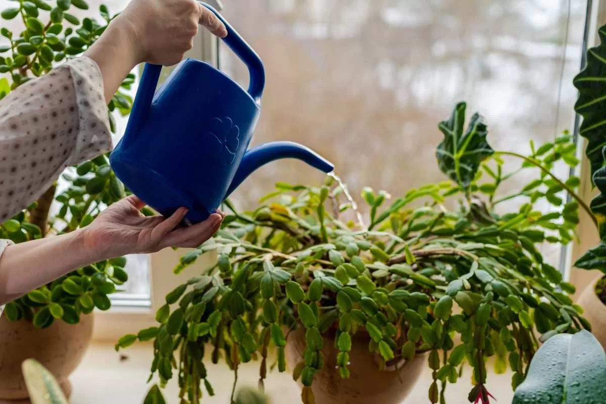 Con qué frecuencia debes regar tus cactus navideños para tener mejores floraciones