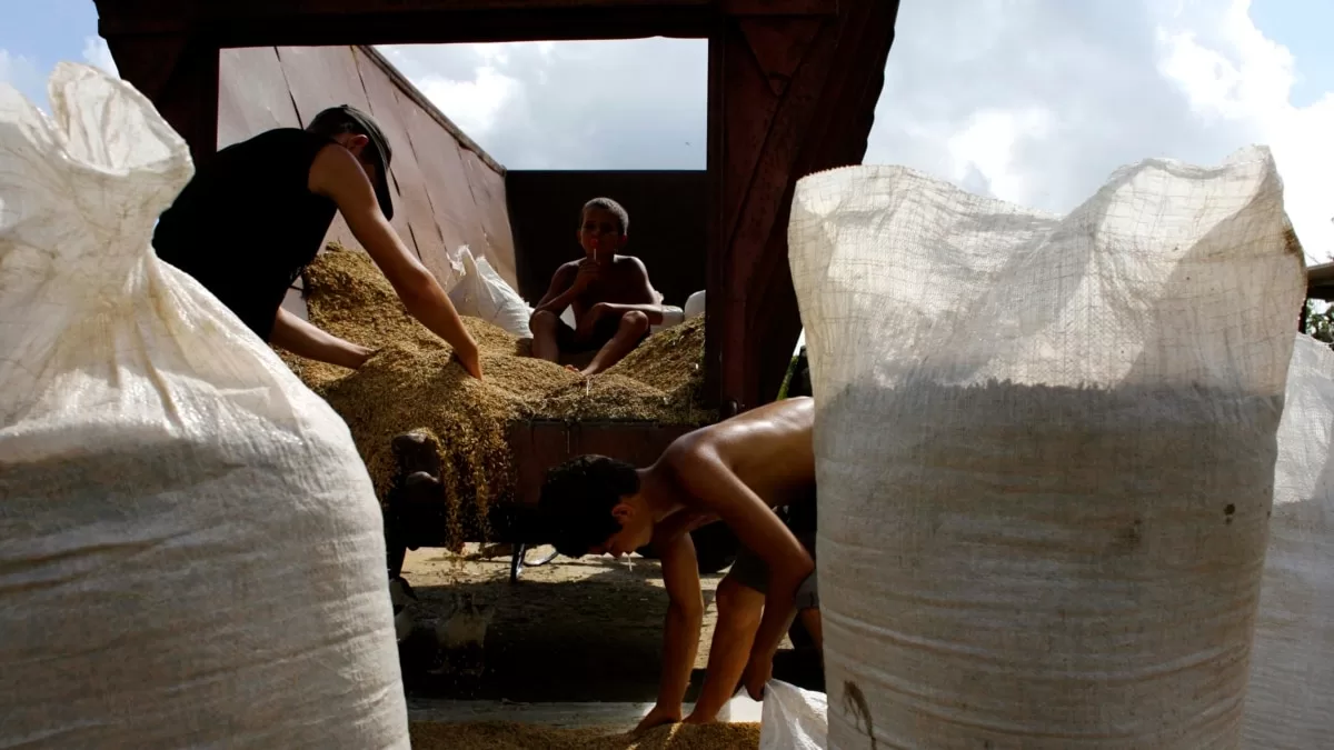 Cuba cede tierras a empresa vietnamita para producir arroz