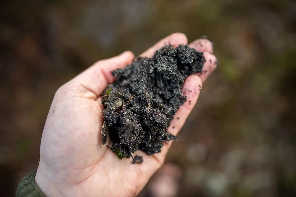 Google firma acuerdo «histórico» para que pequeños agricultores formen parte de la solución para eliminación de carbono > el mayor acuerdo del mundo para biocarbón industrial