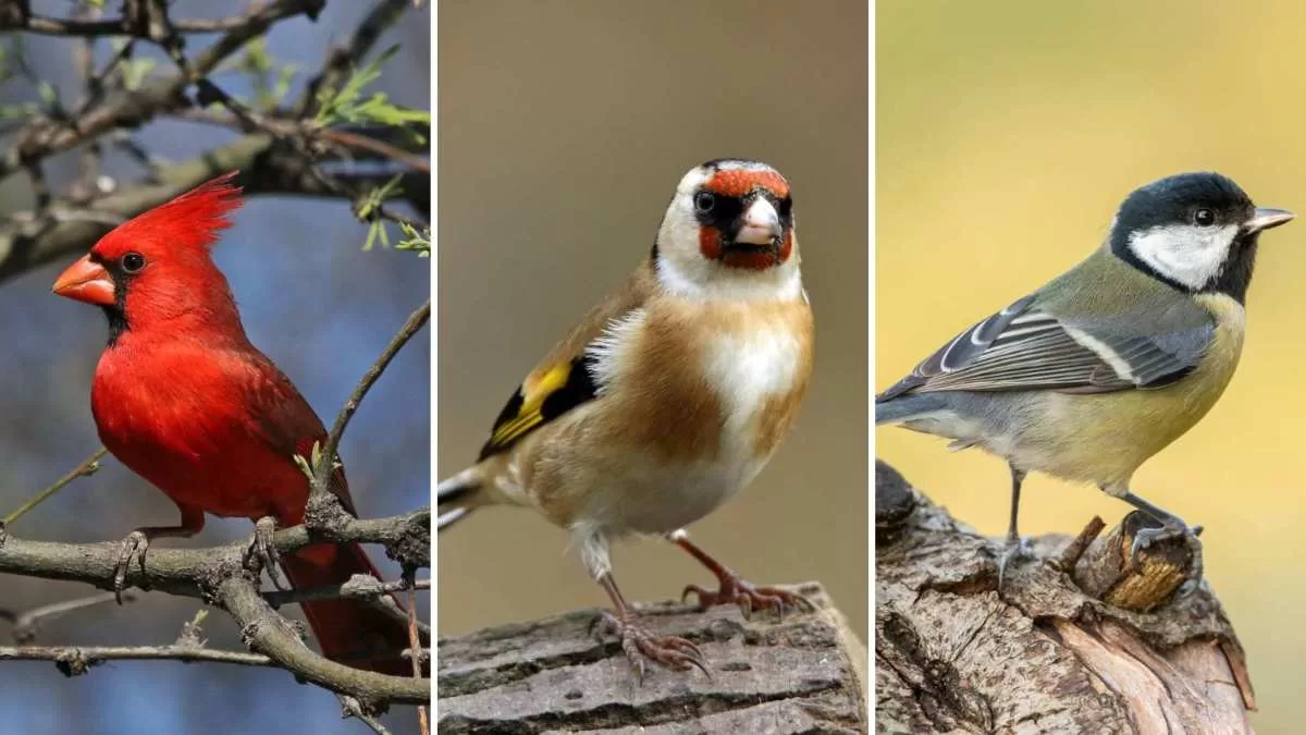 Qué significa el primer pájaro que ves el 1 de enero para tu año nuevo