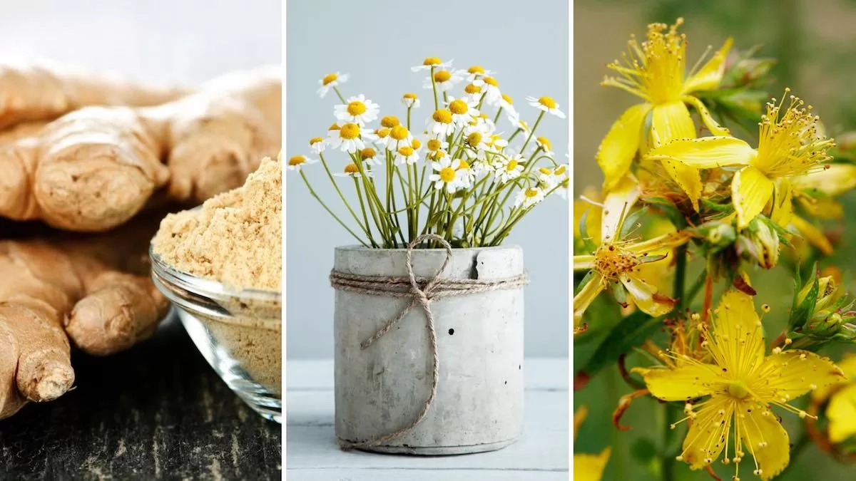 4 plantas medicinales para tratar el dolor de cabeza