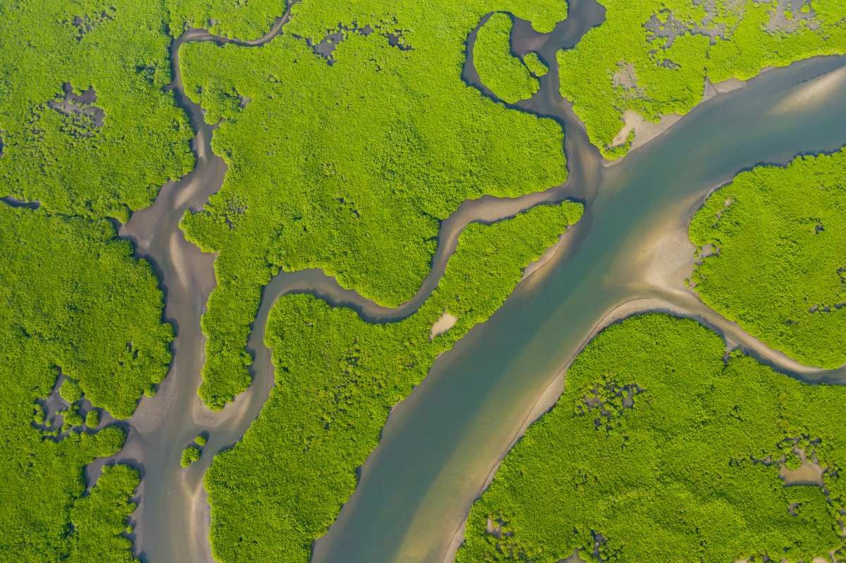 Científicos de la Universidad Nacional de Singapur proponen una solución para ayudar a reducir las emisiones derivadas del uso de la tierra en el sudeste asiático en un 54 % > conservar turberas y manglares