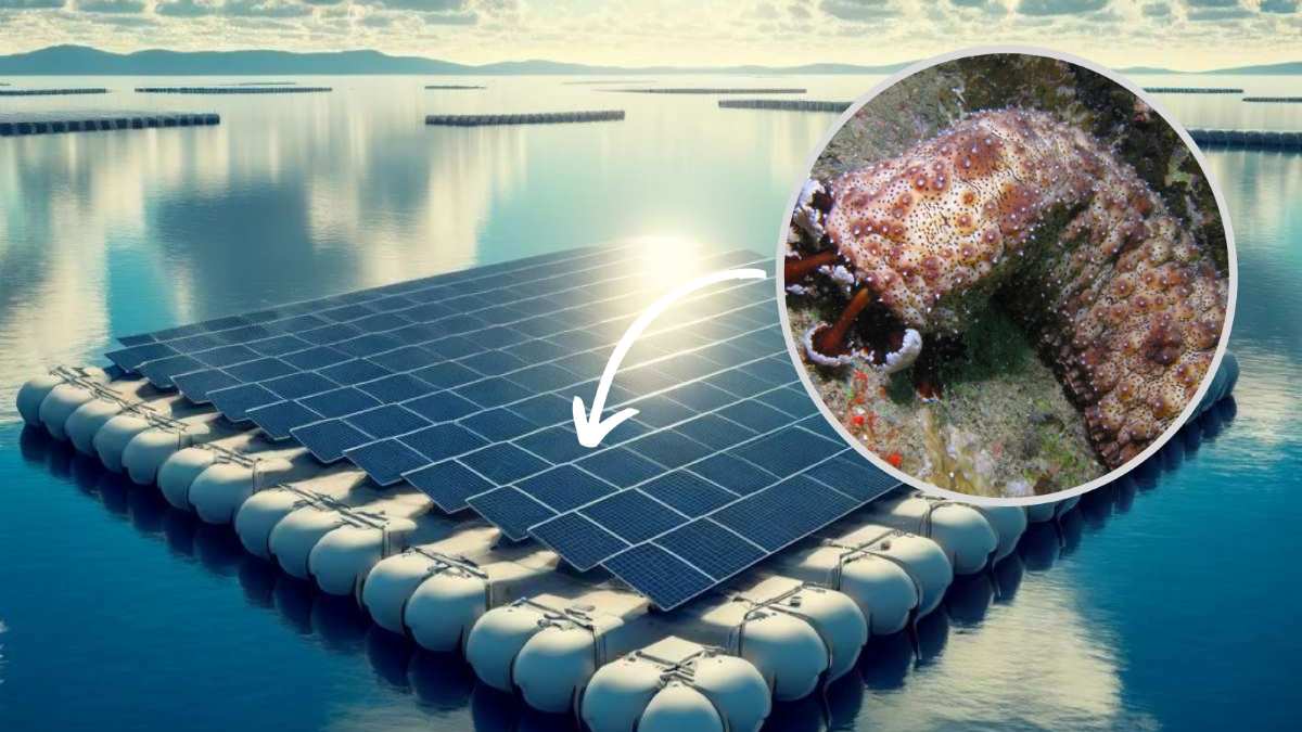 China quiere cultivar bajo los paneles solares flotantes, y ha encontrado la especie idónea: los pepinos de mar