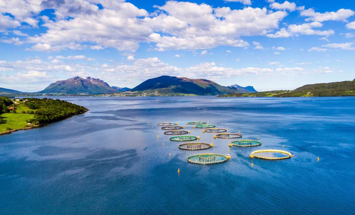 Escaparon 27.000 salmones de una piscifactoría noruega, el desastre ambiental es tan grande, que la empresa ofrece 45$ a los pescadores por cada pieza recuperada