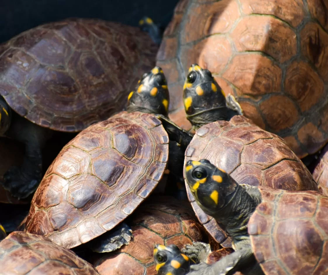 Casanare fortalece la conservación de la tortuga charapa, terecay y galápaga con nueva alianza estratégica