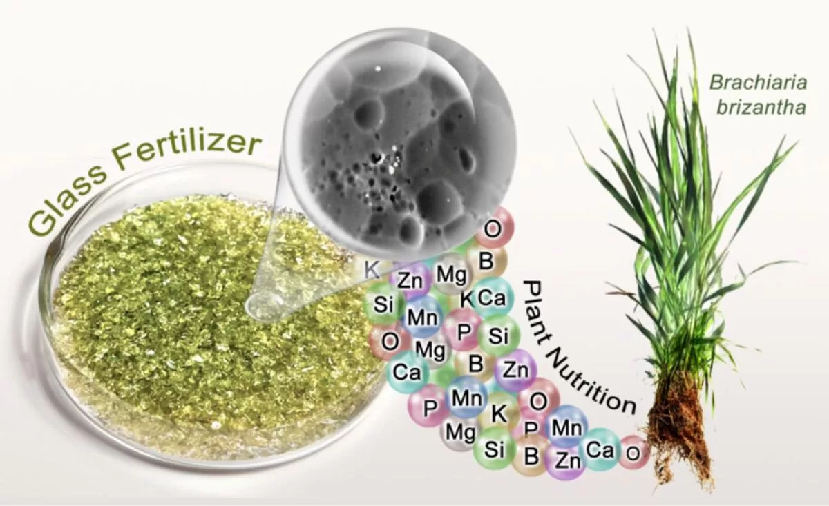 Investigadores brasileños inventan perlas de vidrio fertilizante alternativa sostenible a los fertilizantes convencionales, proporcionando una liberación controlada de nutrientes