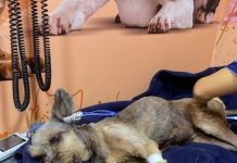 SE BUSCA AL RESPONSABLE DE AGRESIÓN FATAL CONTRA UN CANINO EN VILLAVICENCIO