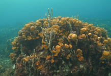 S.O.S: Los Corales de Varadero en Cartagena siguen en riesgo tras una década de intentos fallidos por incluirlos en zona de área protegida