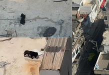 Denuncian presunto maltrato animal que quedó registrado en video a un edificio en Cartagena: ciudadanos piden intervención de las autoridades