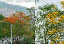Medellín lanza aplicación para consultar y gestionar más de 490.000 árboles en espacio urbano, incluso sin conexión