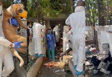 Animales rescatados en Barranquilla: más de 100 permanecen en cuarentena tras operativo en la ‘Casa de los Gatos’