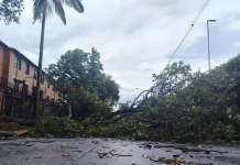 Emergencia por vendaval en Cali | En el norte de la ciudad varios árboles fueron arrasados por la fuerza de las lluvias: hay vías están cerradas