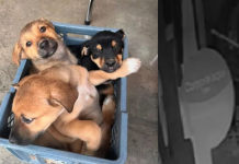 En imágenes quedó registrado el momento en que un hombre abandonó a 3 perritos en Rionegro, Antioquia: Policía busca al responsable