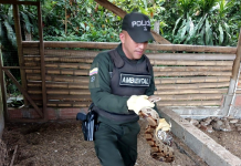 El drama de las especies que terminan en el plato o en cautiverio durante Semana Santa en Antioquia: autoridades fortalecen operativos