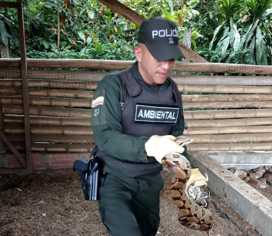 El drama de las especies que terminan en el plato o en cautiverio durante Semana Santa en Antioquia: autoridades fortalecen operativos