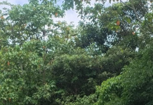 Dos cilindros provocaron el cierre de la vía Panamericana en Cauca: el Ejército desactivó los dispositivos para reabrir el corredor vial