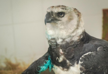 Águila arpía herida en el Meta lucha por sobrevivir: pesa más de 8 kilos, tiene fractura en el ala y será operada en Pereira para intentar salvarla
