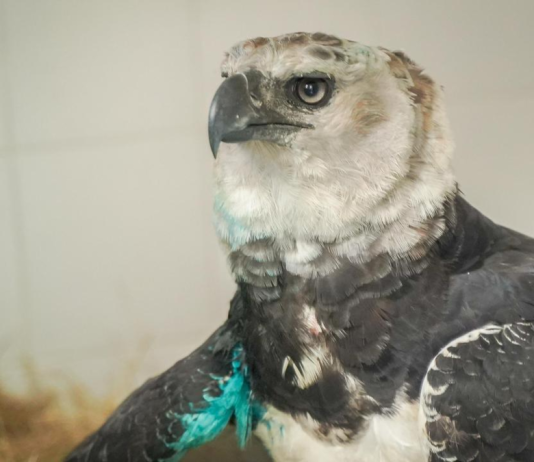 Águila arpía herida en el Meta lucha por sobrevivir: pesa más de 8 kilos, tiene fractura en el ala y será operada en Pereira para intentar salvarla