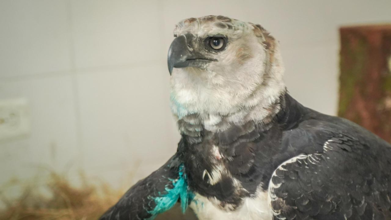 69cdac64681ee.r_d.545-117-0