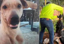 Video muestra brutal ataque a perrita en Bucaramanga: autoridades fueron a buscarla y la canina ya estaba muerta y enterrada por su dueño