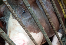 Campesinos denuncian que disparos de fusiles y explosivos lanzados desde drones afectaron fincas en Jamundí, Valle: hay hasta cerdos heridos