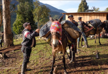 ‘El Gobierno no nos ha apoyado’: Campesinos de Uribe (Meta) construyen carretera con sus propios recursos y piden ayuda para poder terminarla