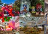 Medellín vive la Feria de las Flores 2026: historia, programación y proyecciones de un ícono cultural