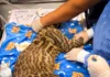 Incendios en Tolima devastan ecosistemas: rescatan a ocelote herido y se intensifican las llamas en múltiples frentes