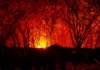 Incendios forestales en Tolima: Más de 22.000 hectáreas destruidas y 10 fuegos activos alertan sobre el crecimiento de desastres Ambientales
