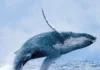 De la tragedia a la reactivación: Buenaventura reabre sus puertas al turismo de ballenas yubartas tras el sismo
