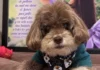 El milagro de Salomón: el perrito que renació tras el terremoto de Cali