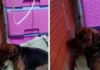 Primera condena por zoofilia en Colombia: hombre envíado a la cárcel en Santander
