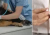 Falso veterinario en Tolima acusado de abusar y enterrar vivo a perrito; Fiscalía obtiene condena y exige penas más severas