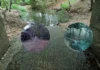 Cali’s El Limonar wetland revived by 44,000‑liter water infusion