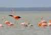 Dos flamencos mueren al chocar con líneas eléctricas en La Guajira, elevando a seis las víctimas este año y anunciando nuevas medidas