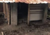 Refugio de Animales en Armenia lanza urgente llamado por donaciones tras daños en su sede