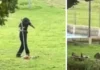 Fundación Universitaria San Martín denuncia maltrato animal a iguana; empleado retirado tras video viral