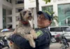 Lealtad y segundas oportunidades: los perros que transformaron los CAI de Bucaramanga