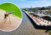 Barranquilla lucha contra la plaga de mosquitos: el Culex invade el Malecón y el Aedes aegypti pierde terreno