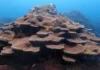 Cartagena protege sus corales de Varadero con tecnología de vanguardia para combatir la sedimentación