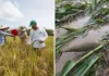 Arroceros del Llano hunden la voz: inundaciones y precios caídos ponen en riesgo la producción de arroz en Casanare