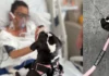 From Street Dog to ICU Comfort: Therapy Dog Padme Lights Up Medellín’s Critical Care Units