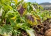 Alerta fitosanitaria en Boyacá: detectan vector de la punta morada de la papa, riesgo potencial para la agricultura regional
